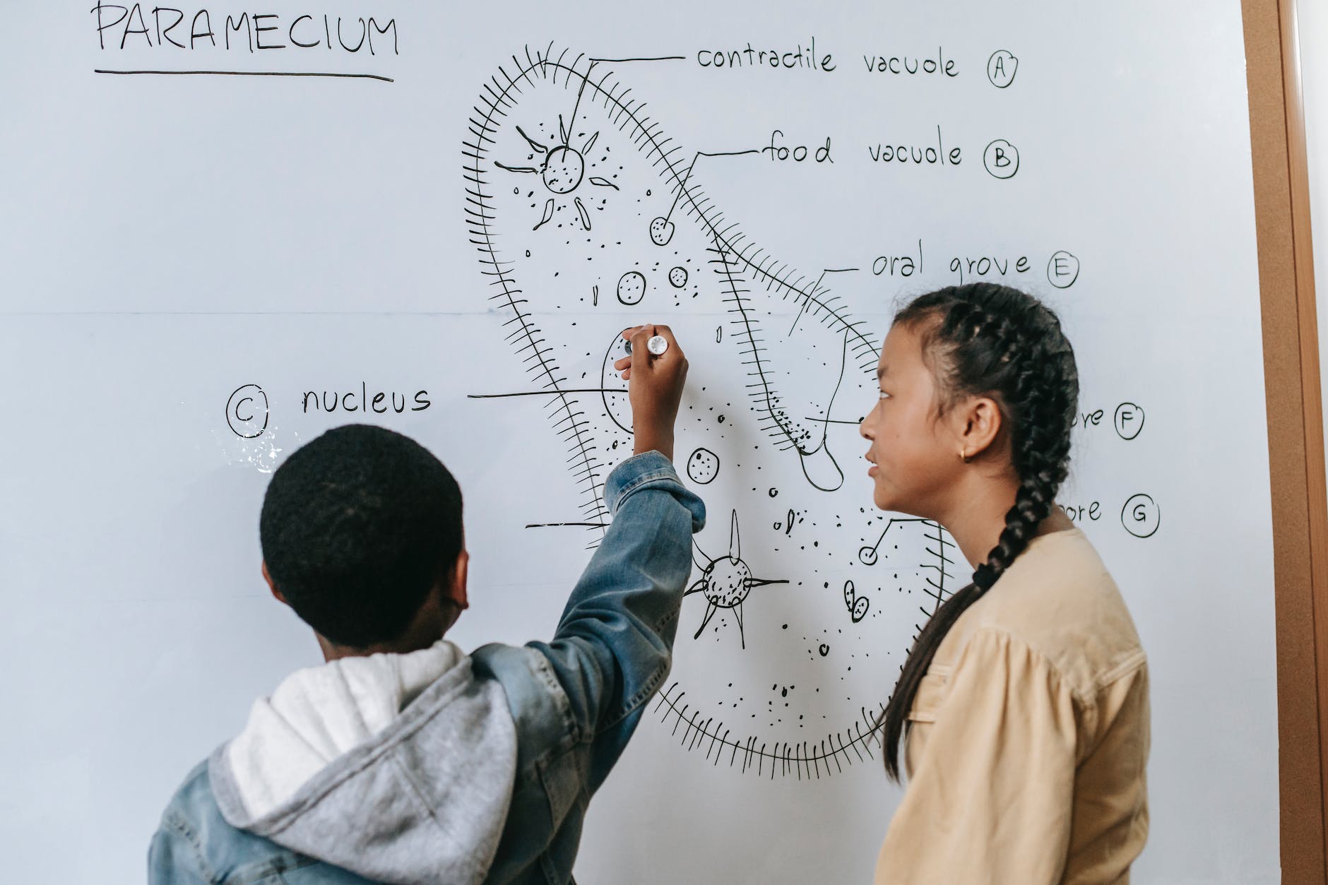 smart kids drawing cell structure on lesson